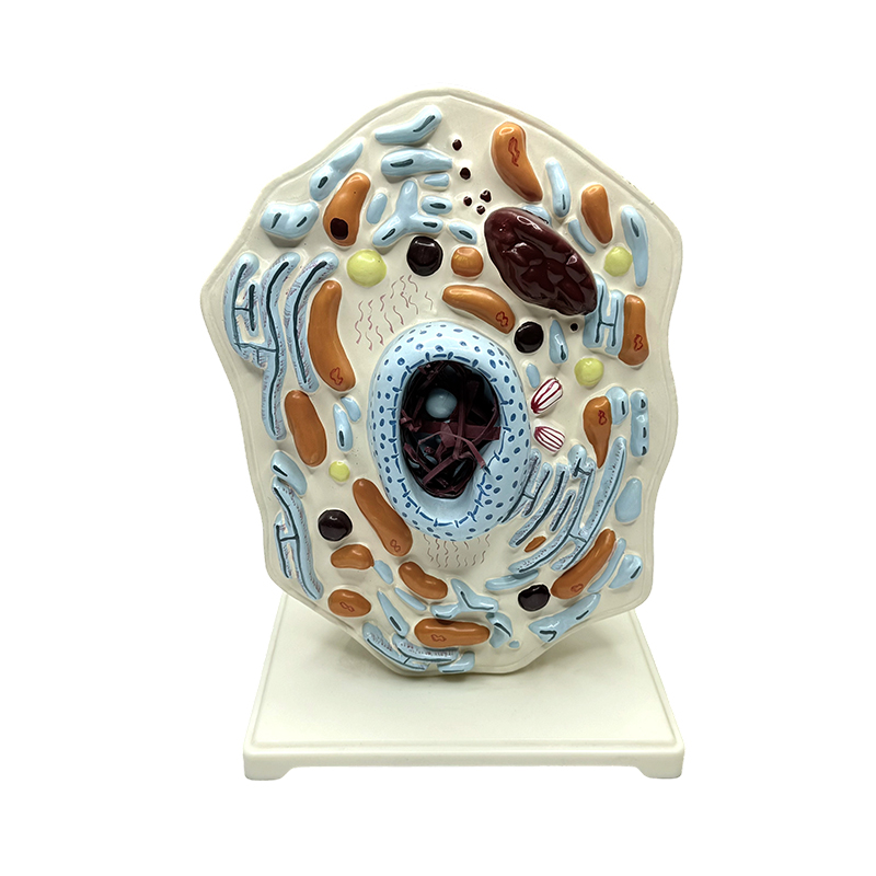 Animal anatomical model medical educational enlarge animal cell model